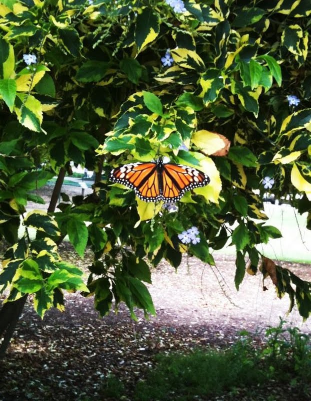 Monarch sighting in Balboa Park