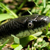 Western rat snake