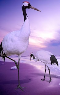 Free Happy New Year 2015 Wallpapers APK for Android