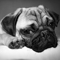 Licking Dog Live Wallpaper icon