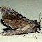 Northern Pine Sphinx Moth