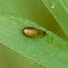 Syrphid fly pupa