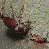 Stag beetle, female