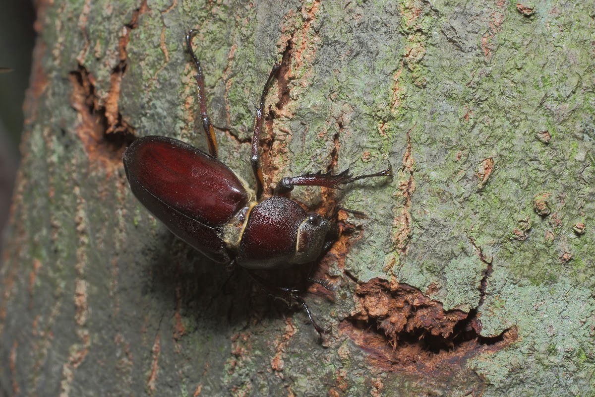 Stag beetle, female