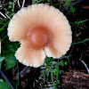 Scotch Bonnet Mushroom
