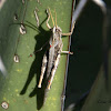 Grasshopper w/red mites