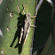 Grasshopper w/red mites