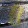 Cottonwood Dagger Moth caterpillar