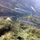 Espetón, barracuda mediterránea