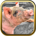 Pig Puzzle Games mobile app icon