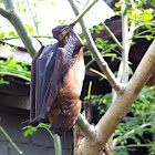 Common Bat