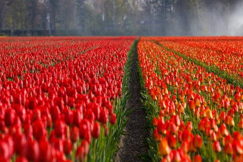 【免費生活App】Netherland Nature Wallpaper-APP點子