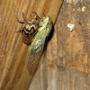 cicada with molt