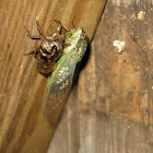 cicada with molt