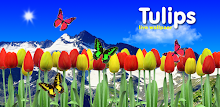 Tulips live wallpapers by PanSoft APK