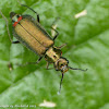 Common malachite beetle