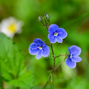 Blue small flowers by Ioan Todor - Flowers Flowers in the Wild