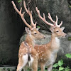 Formosan sika deer