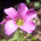 Oxalis (flor del trébol, pero no es trébol)