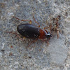 Ground Beetle / Trčak