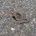 Montpellier Snake / Culebra bastarda