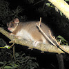 Common Ringtail and Common Brushtail Possums