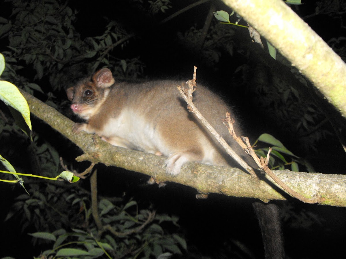 Common Ringtail and Common Brushtail Possums