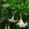 Angel's Trumpet