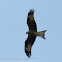 Red Kite