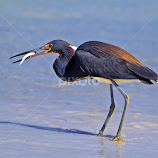 Tricolored heron with breakfast by Sandy Scott -  