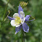 Blue Columbine