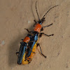 Tri-colour Soldier Beetle