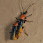 Tri-colour Soldier Beetle
