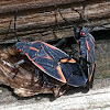 Eastern Box Elder Bug