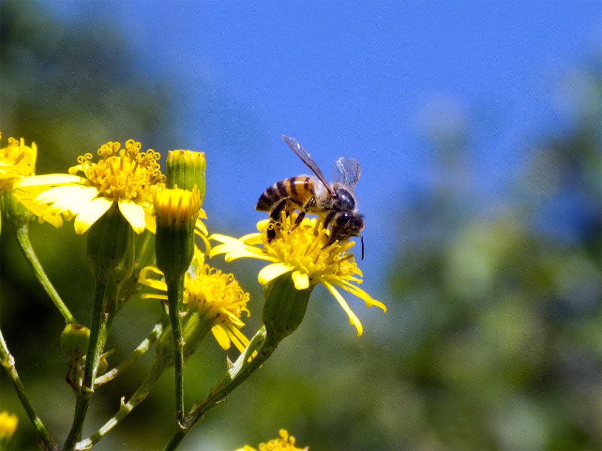 Honey Bee (Abelha)