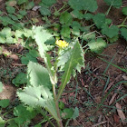 Sow Thistle