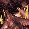 Spindle-shaped Coral fungus