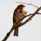 Fox sparrow