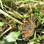 Burnet companion moth