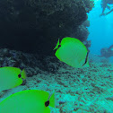 Milletseed Butterflyfish