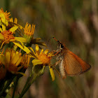 Dikkopje (Hesperiidae)