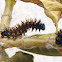 Checkerspot Caterpillar