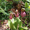 Pink lady-slipper