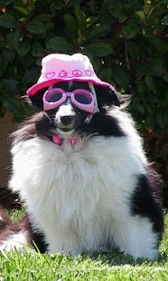 Lastest Puzzle Game, Cute Dog APK