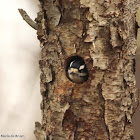 Downy woodpecker