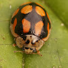 Adalia decempunctata