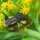 Jagged Ambush Bug