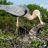Delray Birds 4 by Gary Aidekman -  