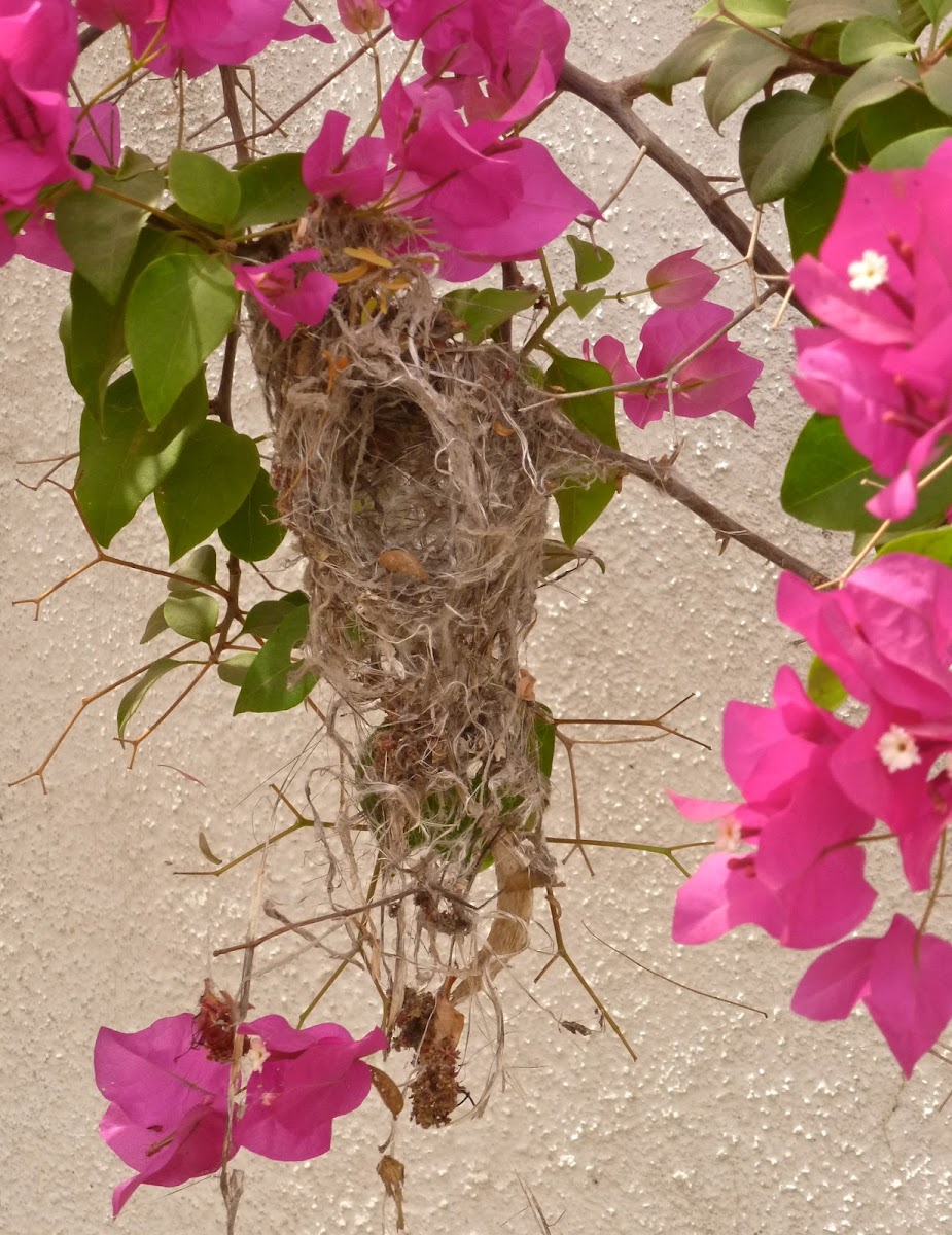 Nest of the Purple Sunbird