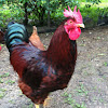 Rhode island red rooster